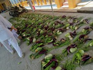 CHƯƠNG TRÌNH CỨU TRỢ “RAU CỦ HÀNG NGÀY” CỦA HỌ ĐẠO XÃ PHAN, DƯƠNG MINH CHÂU, TÂY NINH
